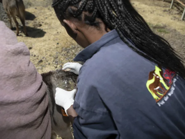 Back of a SPANA vet while they examine a working animal