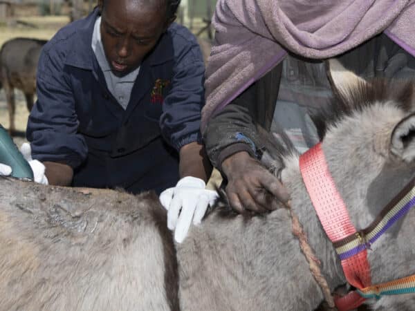 SPANA Vet helping a grey donkey with sores from an incorrect harness