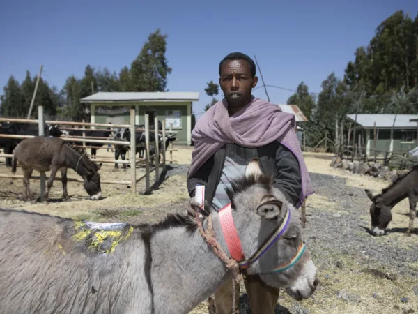 Boy standing with a grey donkey. The donkey has a large sore on its back