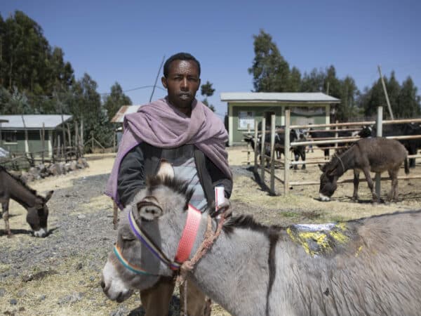 Boy standing with a grey donkey. The donkey has a large sore on its back