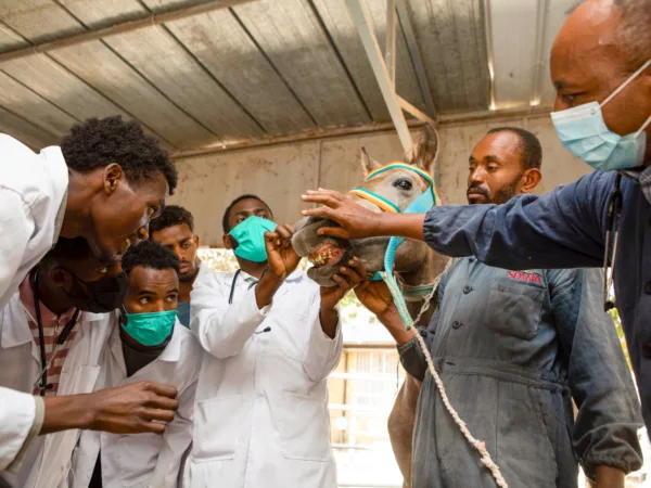 Several vets looking at a horses mouth and teeth