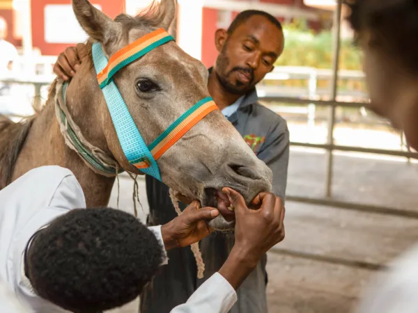 A SPANA vet looking at a horses teeth