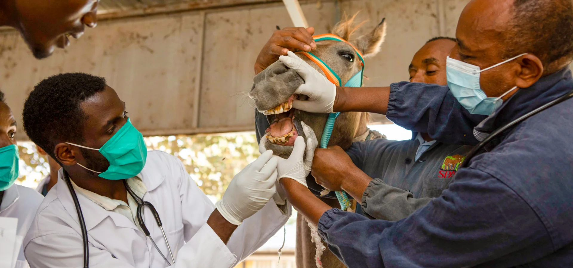 Three SPANA vets examining a horses mouth