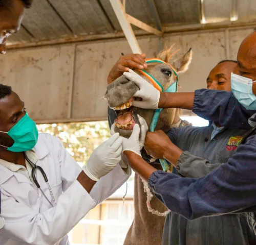 Three SPANA vets examining a horses mouth