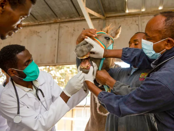 Three SPANA vets examining a horses mouth