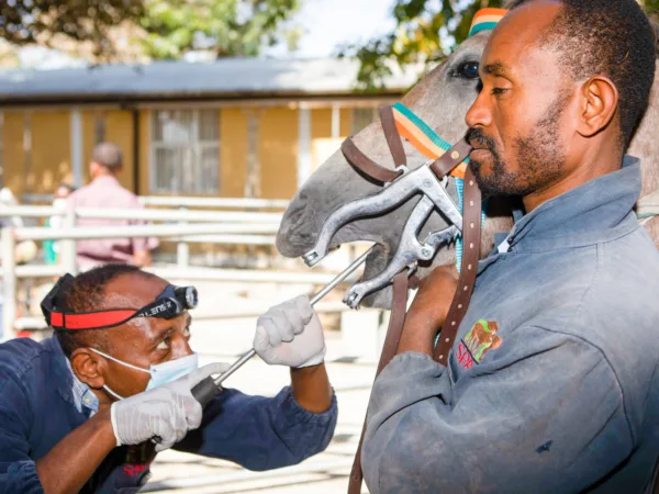 Two SPANA vets examining a horse's mouth