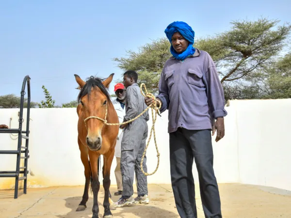 Man standing holding the reins of a small brown horse in a paddock