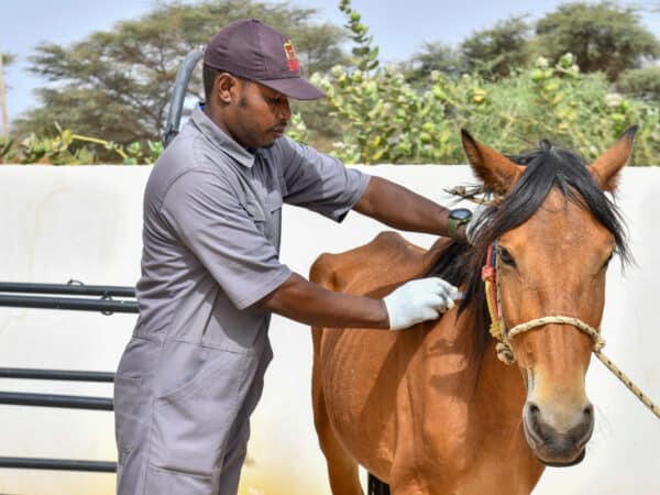 A make SPANA vet examining a small brown horse.