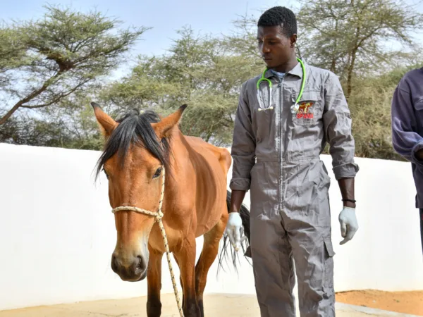 SPANA vet walking with a small brown horse