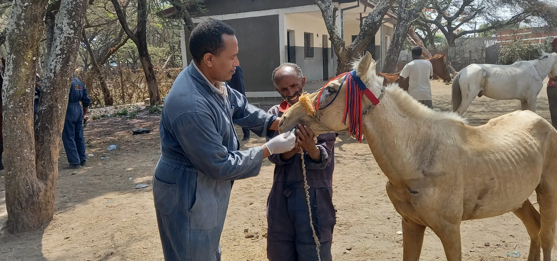Two men in blue SPANA vet overalls holding a horses mouth