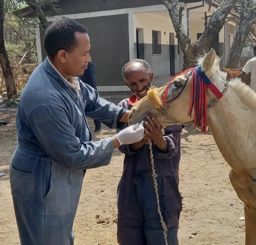 Two men in blue SPANA vet overalls holding a horses mouth