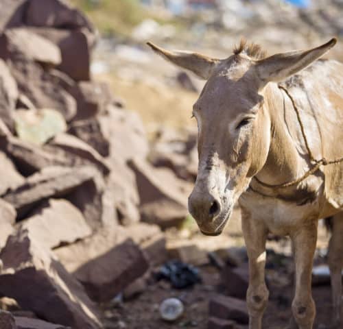 Working donkey suffering from dental disease