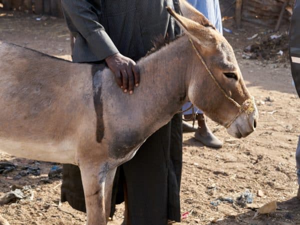 Donkey stands next to her owner as she needed treatment for dental problems