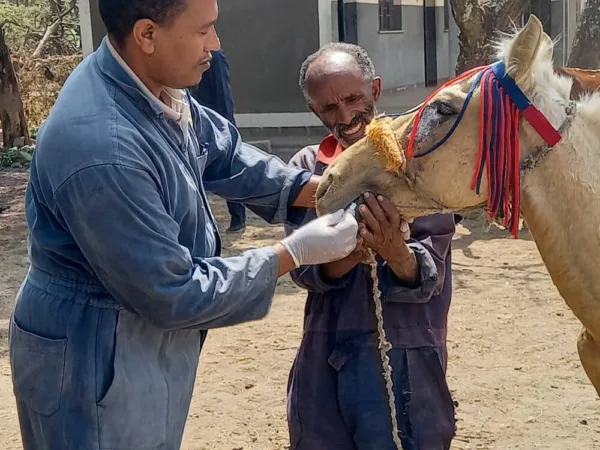 Bora the Horse with two SPANA vets with their hands in his mouth.