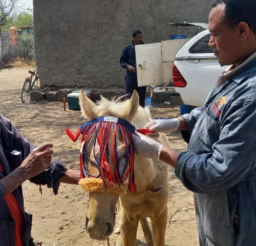 SPANA vet showing a horses owner how to apply a blue and red fly fringe to protect his eyes.