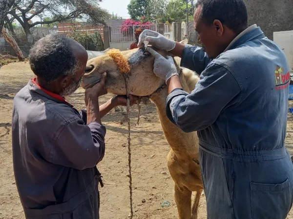 SPANA vet applying drops to Bora the horses eye while another man holds the horses face.