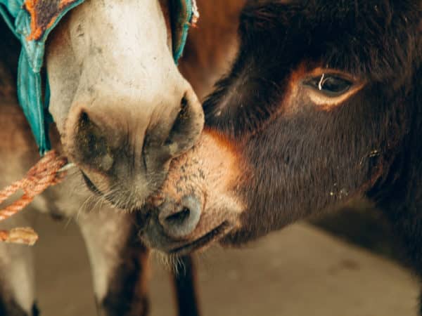 A donkey's face nuzzled against another donkeys nose.