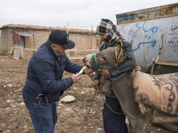 A man feeding a donkey a syringe of yellow liquid while another man holds the donkey still