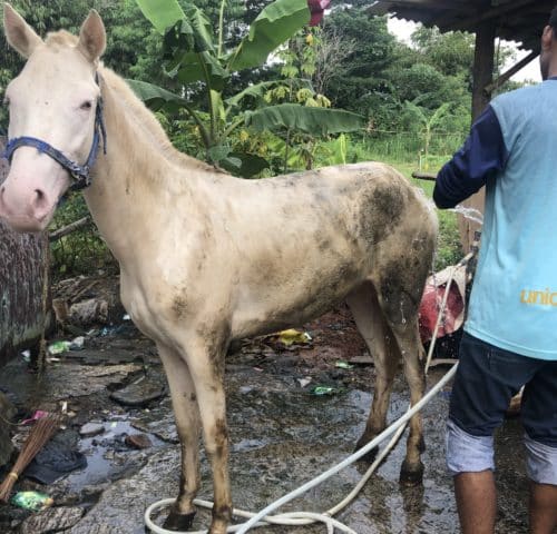 a muddy cream horse being washed by a UNICEF worker