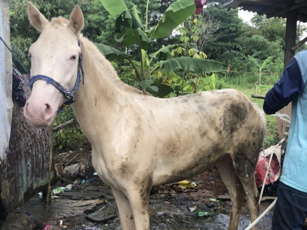 a muddy cream horse being washed by a UNICEF worker