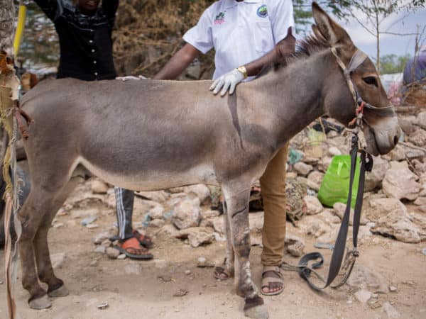 A donkey being examined by a SPANA vet while standing outside surrounded by rocks and stones