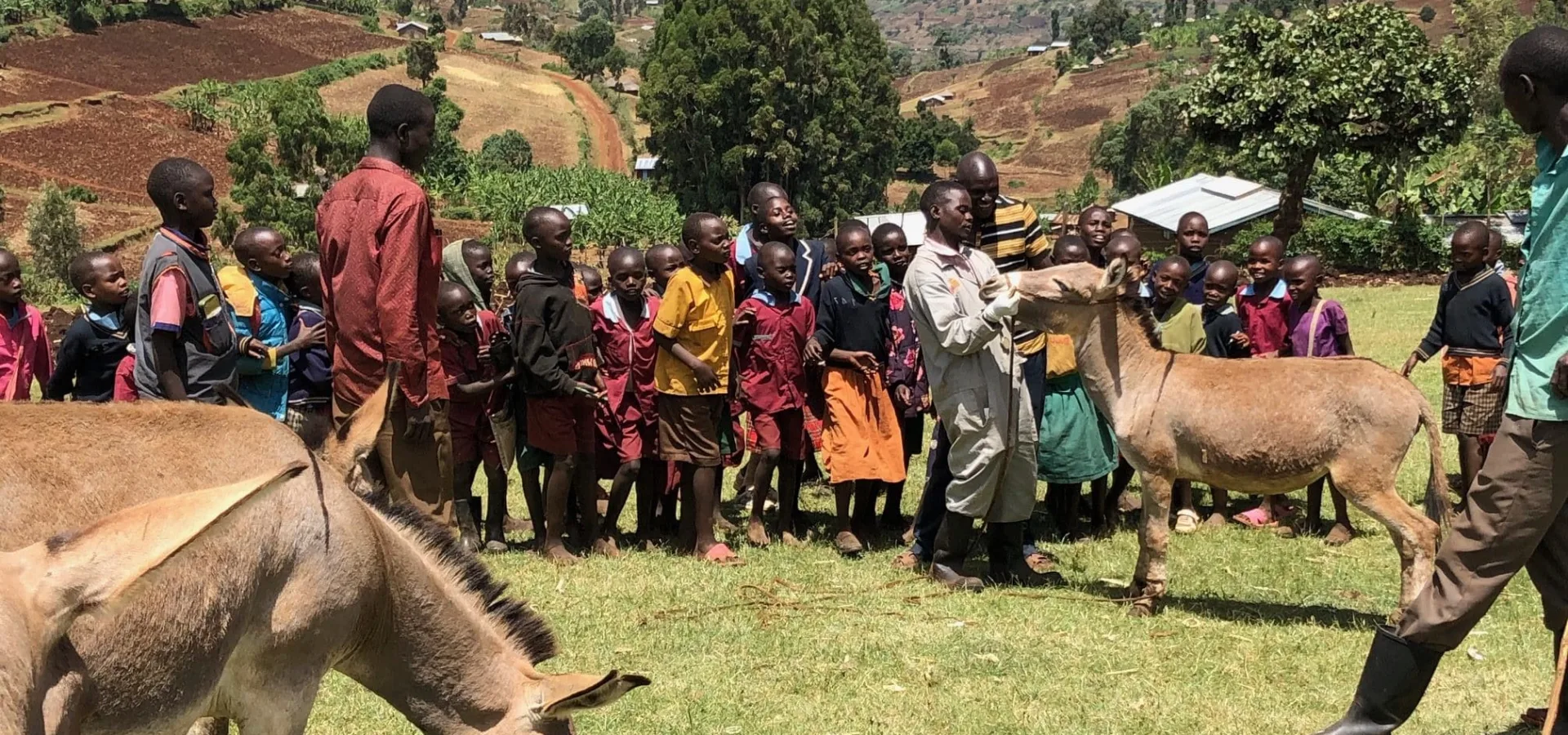 Two donkeys in a field with children watching one man look at the donkey's nose.