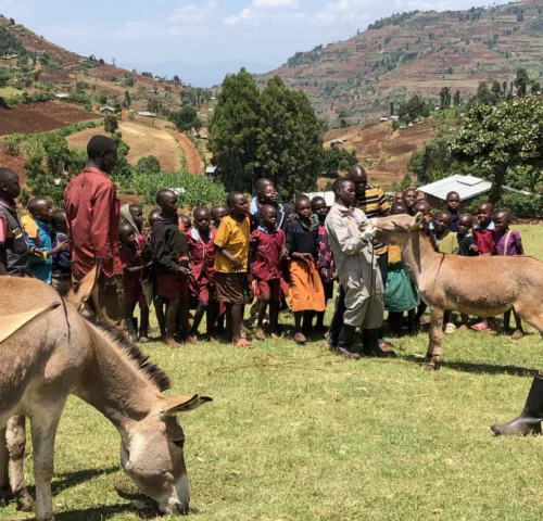 Two donkeys in a field with children watching one man look at the donkey's nose.