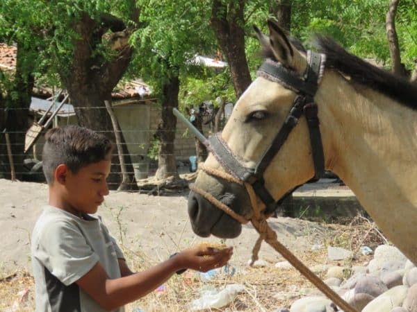 A boy holding its hands out with a handful of horse food feeding a cream horse.