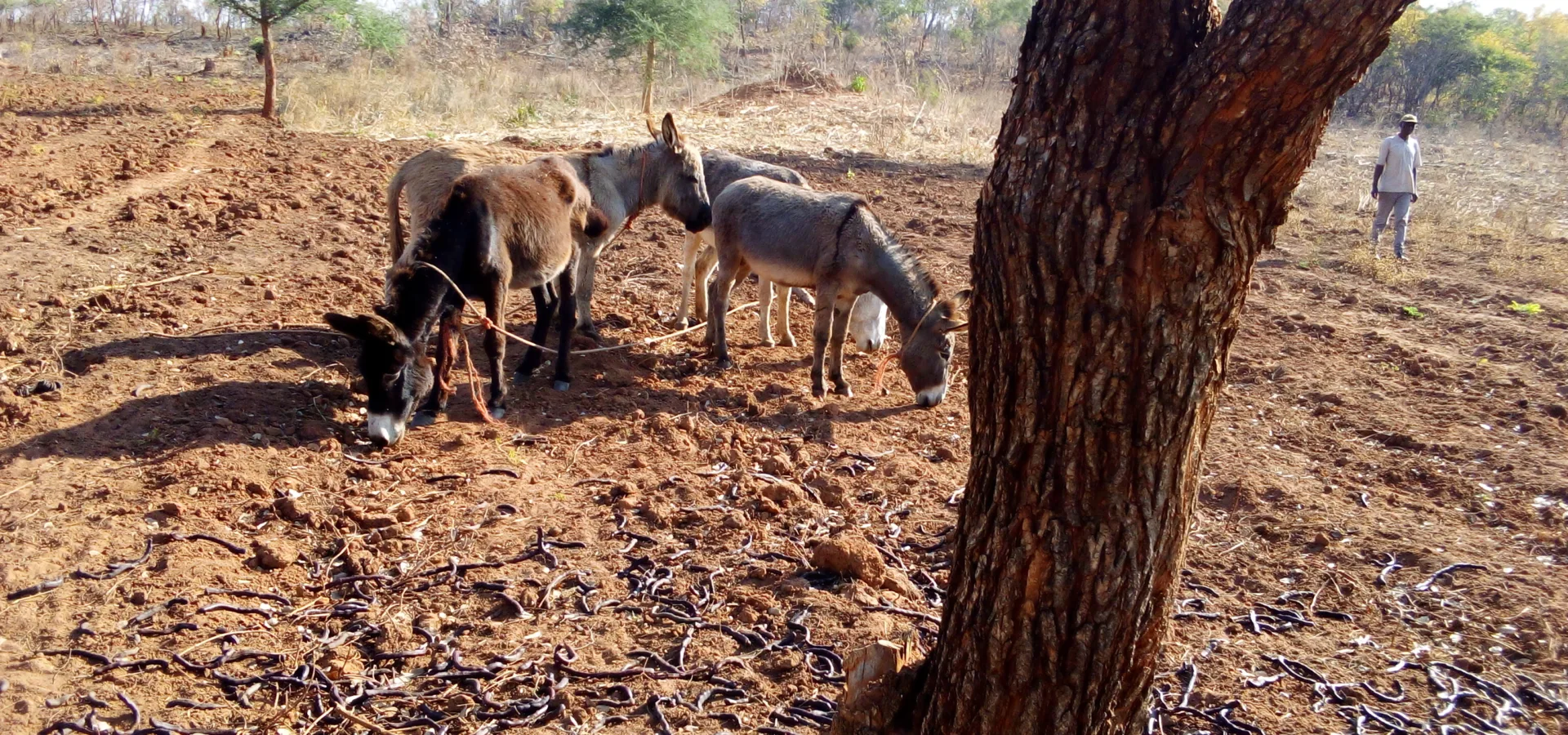 Four donkeys standing in a very muddy field