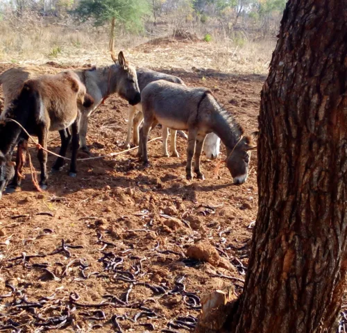 Four donkeys standing in a very muddy field