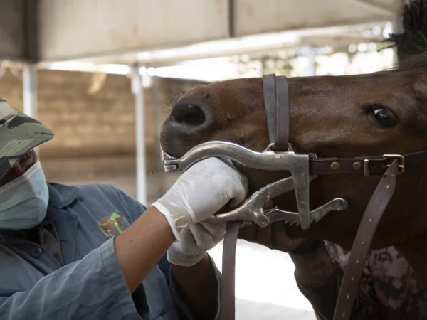 SPANA vet with his hand in a brown horses mouth
