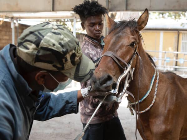SPANA vet examining a brown horses mouth