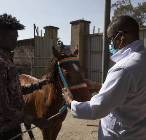 SPANA vet examining a brown small horse