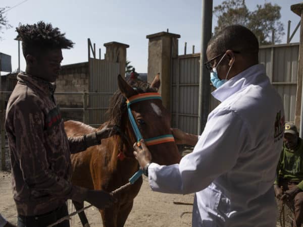 SPANA vet examining a brown small horse