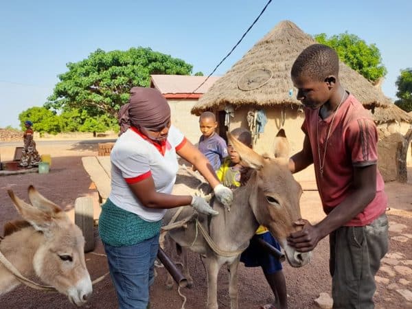 A female vet injecting a donkey with medication while another man holds the donkey's nose and two children are in the background