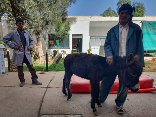 dark brown donkey standing outside with a man wearing a blue jacket next to him and another man in the background