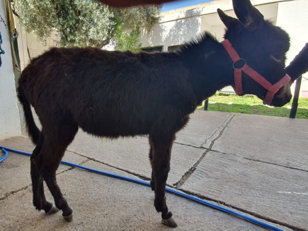Donkey standing outside wearing a red bridle