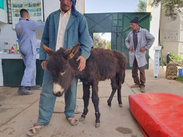 Dark brown donkey leaning against a man wearing blue jeans and jacket