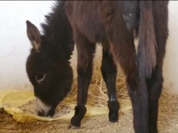 brown foal eating in a stall