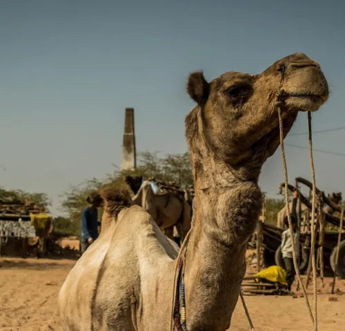 a camel holding a rope in its mouth
