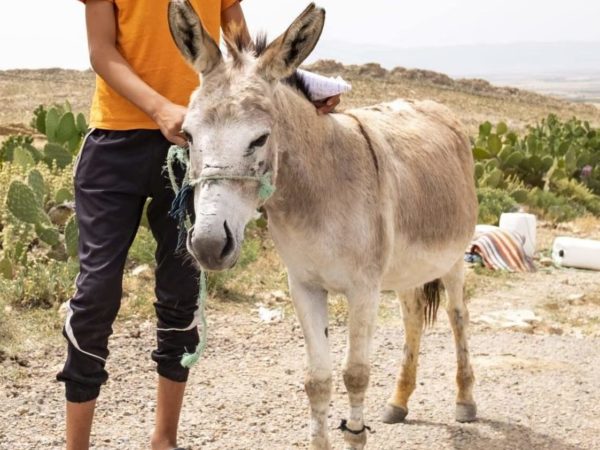 Cream donkey standing on a sand path with a boy in an orange t-shirt holding him