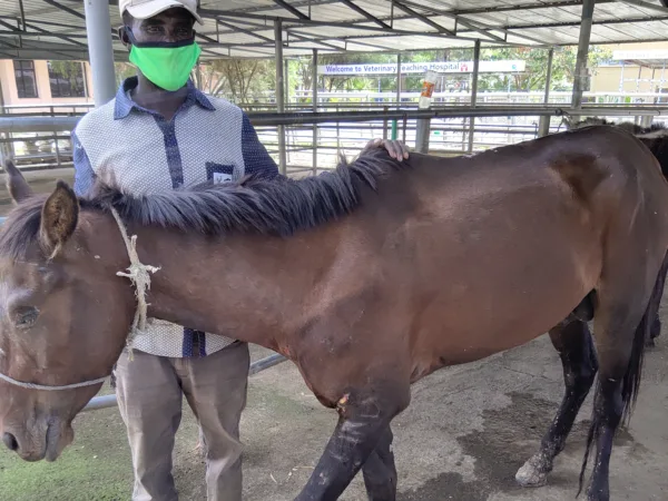 A man with a green face mask and white hat holding a dark brown horse in an outdoor covered area.