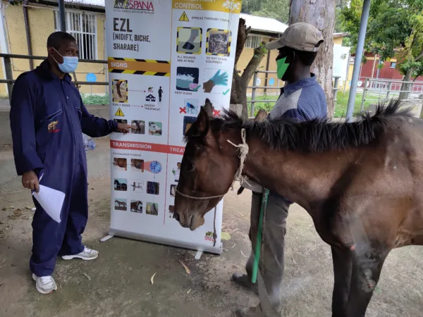 Brown horse with a SPANA vet talking to another man in the background explaining a diagram on a large poster board.