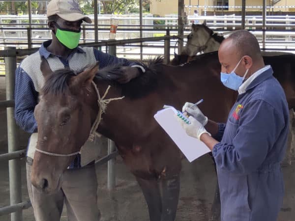A vet wearing blue SPANA overalls making notes on a notepad with another man holding a dark brown horse.