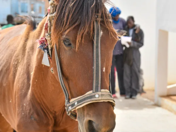 face of a brown horse wearing a black bridle