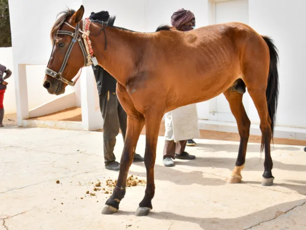 brown horse standing with two people behind it