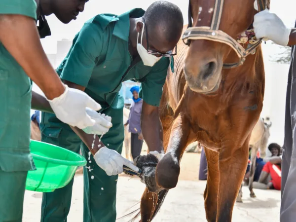 Three men standing around a brown horse with one man cleaning its front hoof.