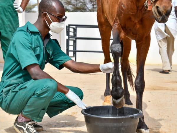 Vet wearing green overalls dipping a brown horses foot into a bucket of water