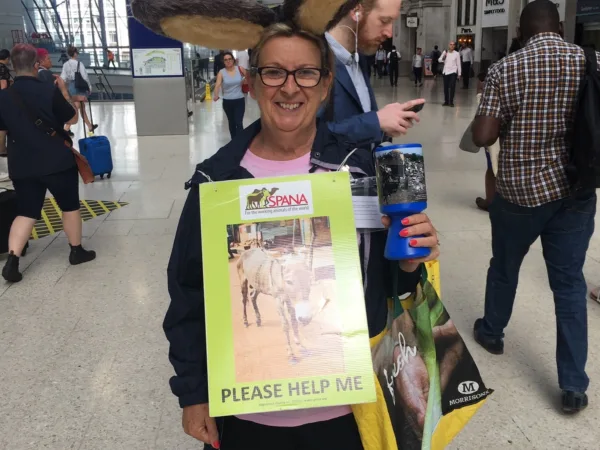A lady wearing donkey ears poses with a SPANA sign and a collection box to raise donations for working animals.