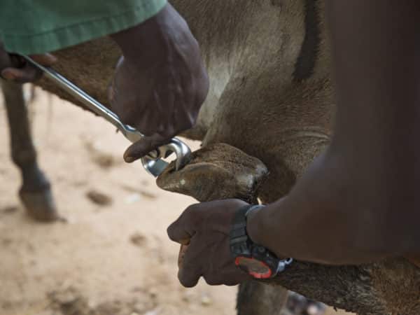 Two hands cleaning and helping a donkeys hoof.